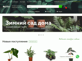 Живые комнатные растения купить, цветы в горшках с доставкой - Pilea - pilea.ru