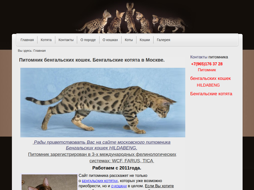 Питомник Бенгальских кошек. Купить бенгальских котят в Москве.