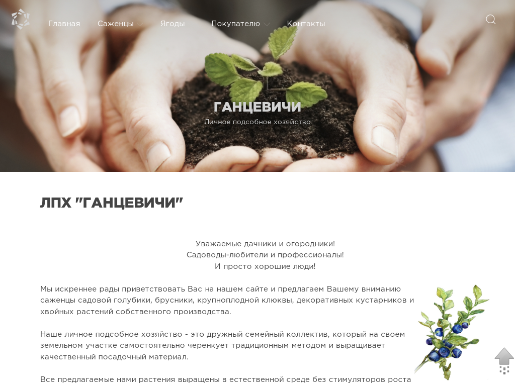 ЛПХ Ганцевичи - саженцы собственного производства!