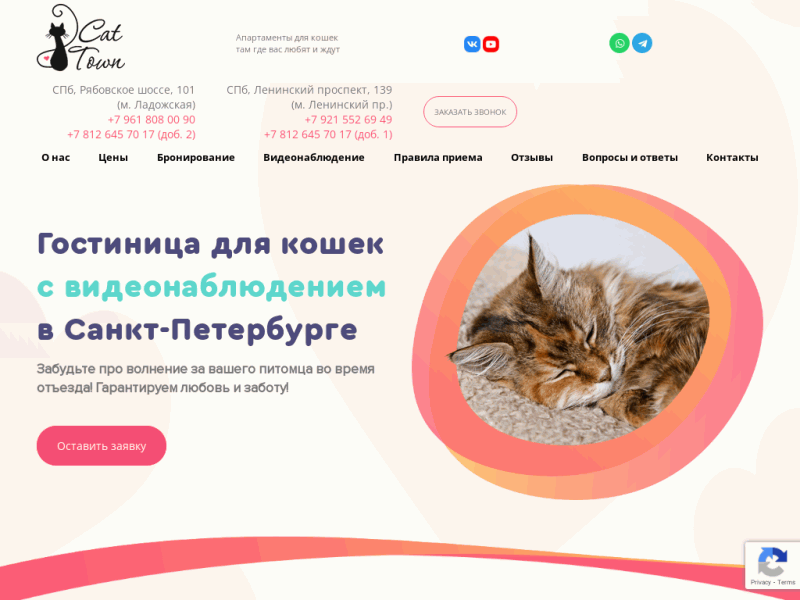 Зоогостиница для кошек Cat Town ждет в Санкт-Петербурге