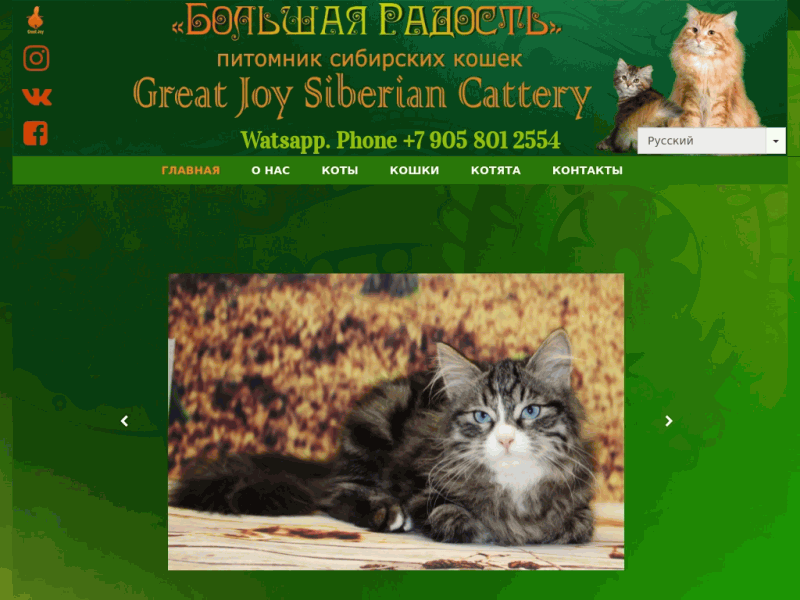 Питомник сибирских кошек Большая Радость, Siberian cattery Great Joy